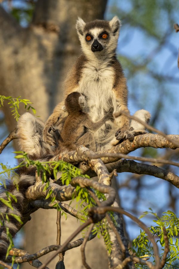 Mother Lemur Sunning thumbnail