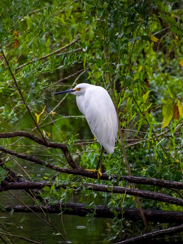 Snowy Egret After the Rain thumbnail