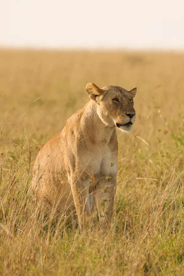 Lioness sitting in the long grass of the Masai Mara thumbnail