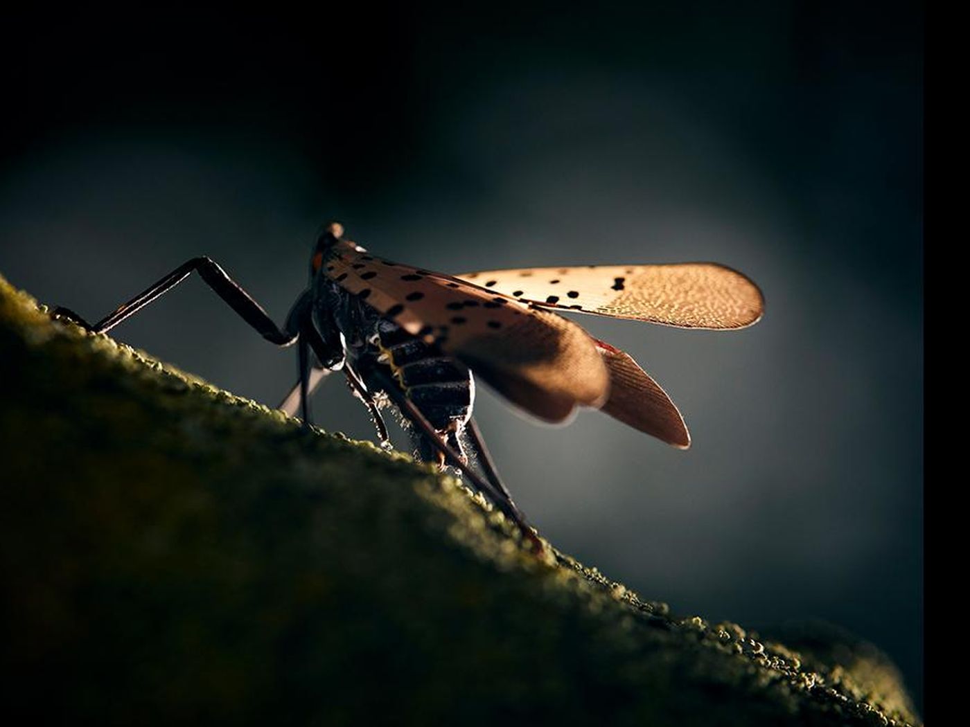spotted lanternfly on a stick