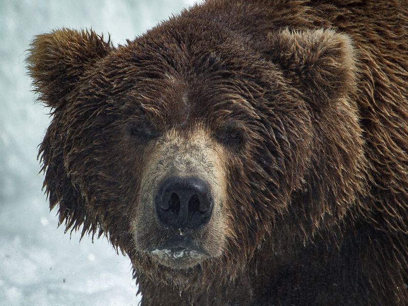 Portrait of a Brown Bear | Smithsonian Photo Contest | Smithsonian Magazine