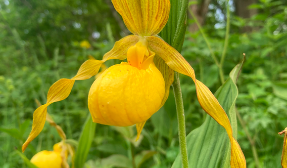 Yellow_Lady_Slipper.png