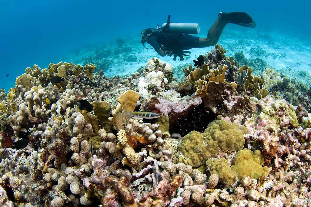 Mexico Diving