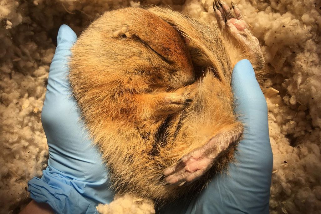 A person wearing blue lab gloves holds a hibernating squirrel in its hands. The squirrel has light brown fur and is curled up, deep asleep.