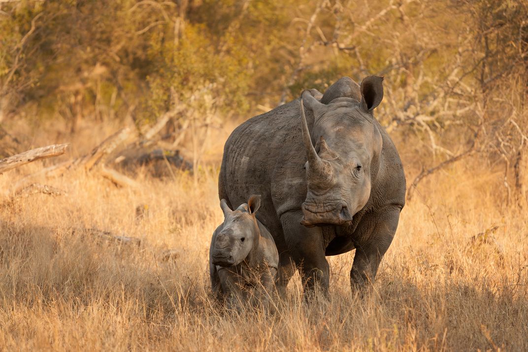Black rhino and calf