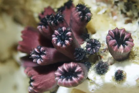 &nbsp;The scientists found R. wellingtoni in two different color combinations, black-purple and red-black.
