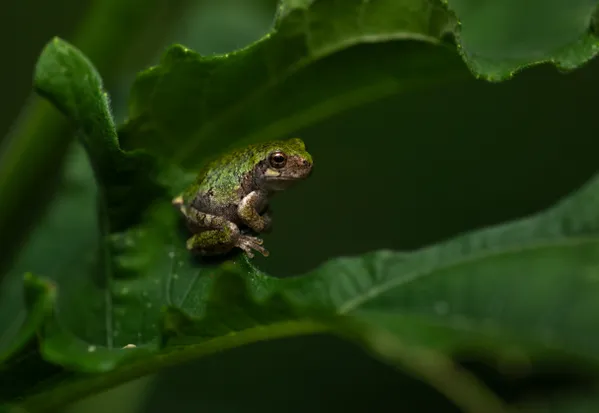 Gray Tree Frog on Sunflower. thumbnail