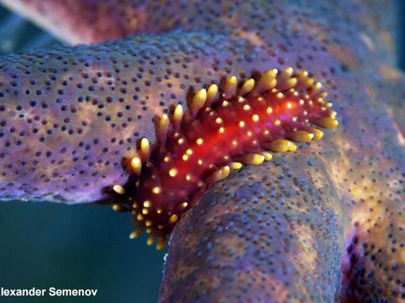 Scientists are growing sea stars in labs to help save the oceans