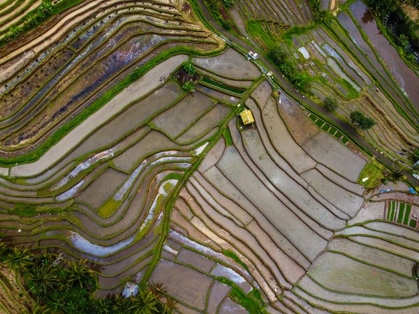 Rice Terrace Abstract thumbnail