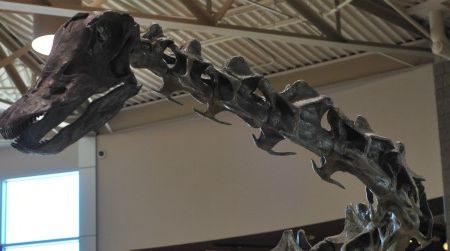 A cast of the sauropod Diplodocus at the Utah Field House of Natural History in Vernal, Utah. Our current understanding of sauropods like this differs greatly from hypothetical restorations of "living dinosaurs" in Africa.