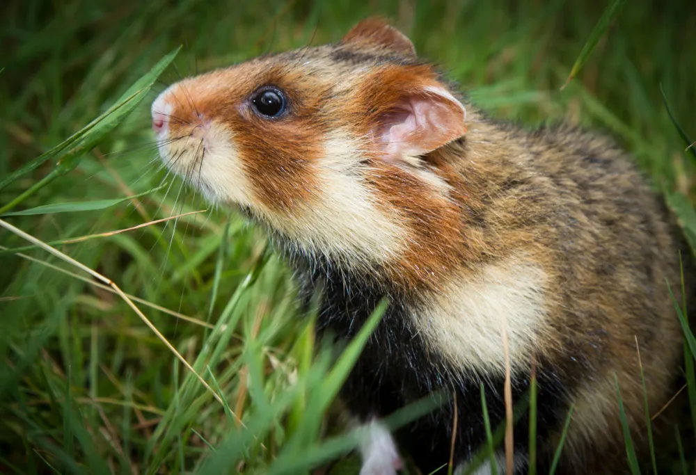 Hamsters are nearsighted and colorblind