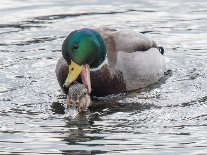 Male and Female Mallards | Smithsonian Photo Contest | Smithsonian Magazine