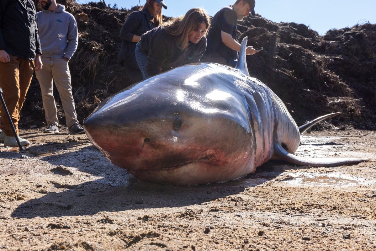 A Great White Shark Mysteriously Washed Ashore in Cape Cod, and