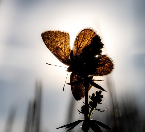 Warming up in the sun thumbnail