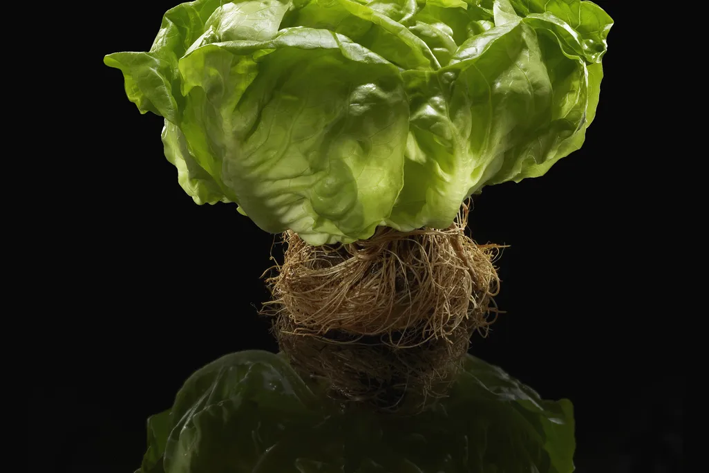 lettuce