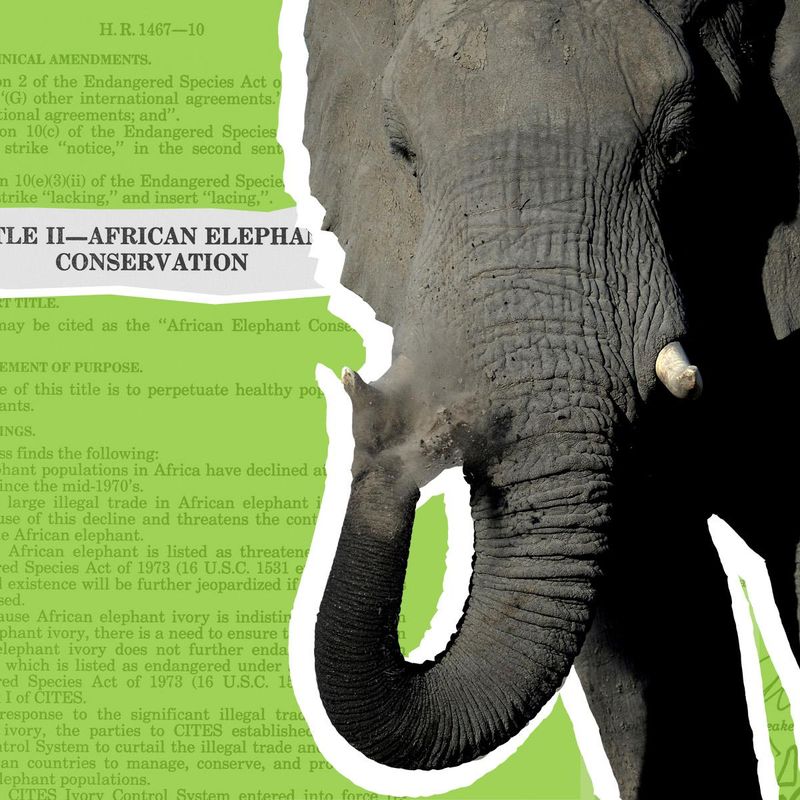 North African Elephant Indian Elephants Lost Genetic Vigour As They