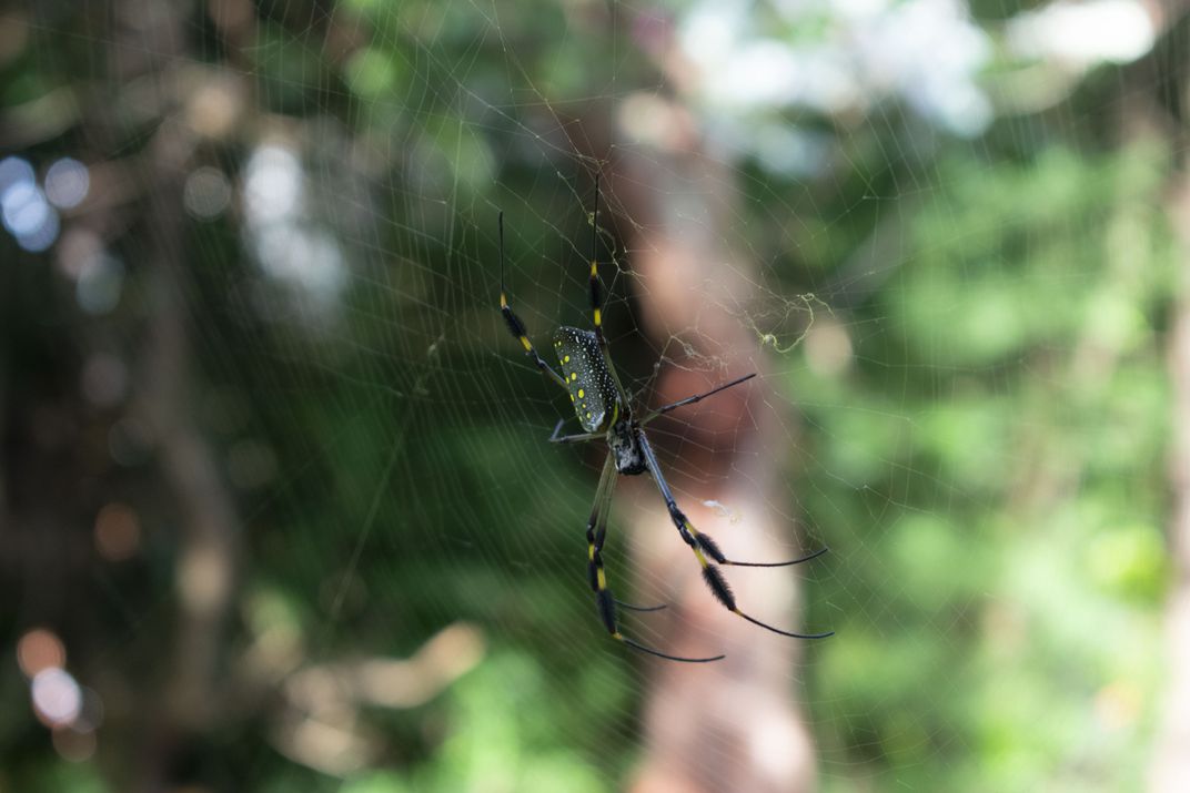 A spider out of my window | Smithsonian Photo Contest | Smithsonian ...