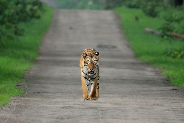 Tigress on road thumbnail