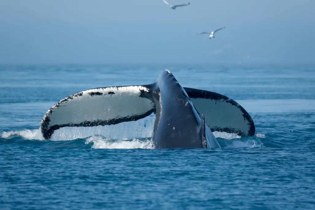 whale