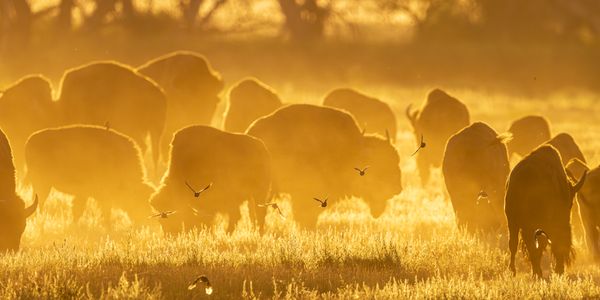 American Bison and European Starlings thumbnail