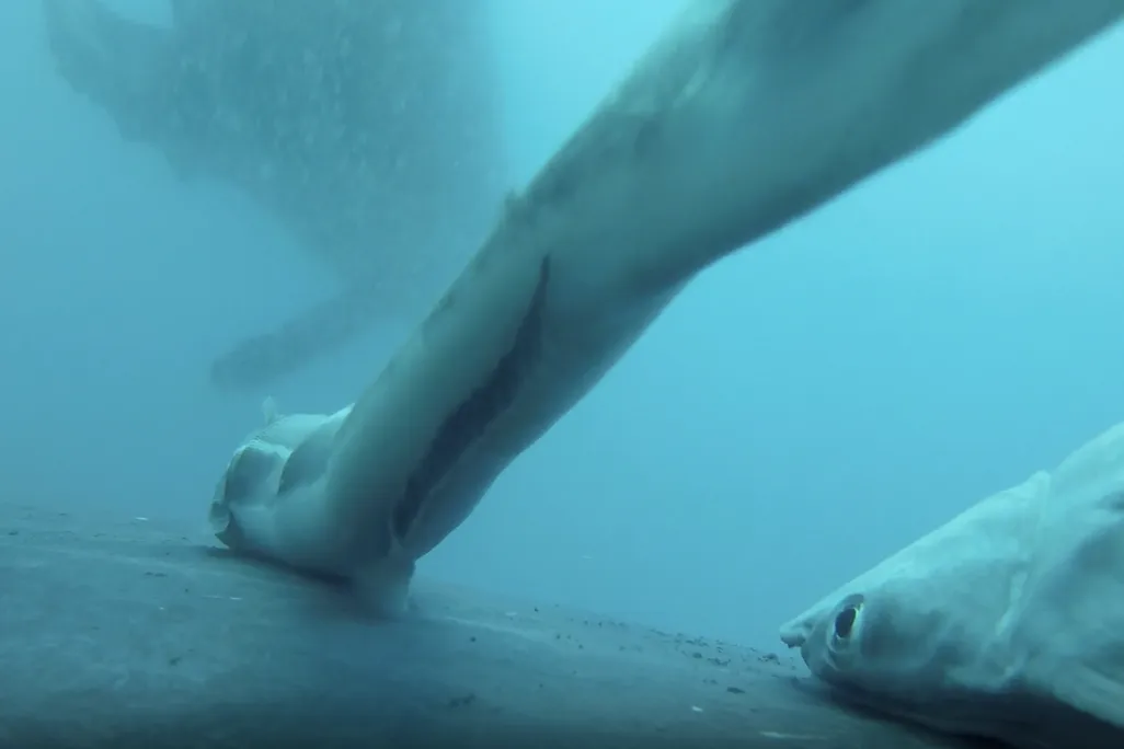 Remoras hitching a ride on a humpback whale