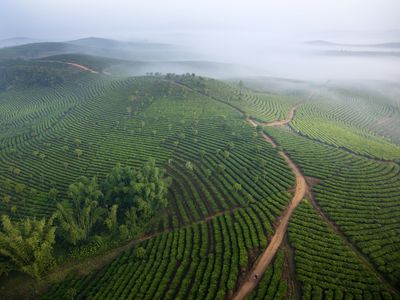 Tea near Yunnan Province, China