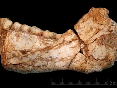 A jawbone from one of the fossils of the earliest Homo sapiens ever found.