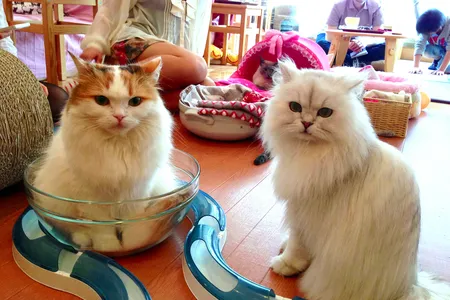 Cat cafe in Tokyo