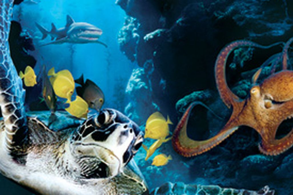 p-film-deepsea.jpg