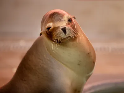 A sea lion receiving care at the&nbsp;Pacific Marine Mammal Center in Laguna Beach, California, shows signs of domoic acid poisoning.