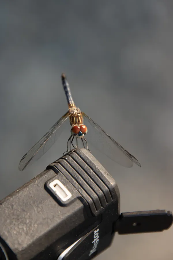 Dragonfly on Master lock thumbnail