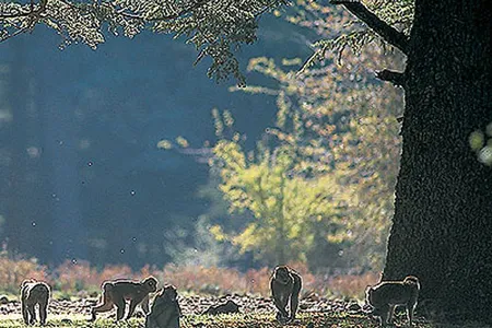 Italian primatologist Andrea Camperio Ciani says macaques are "scapegoats" for other thigns that are damaging the forest: cutting; overgrazing; and charcoal production.