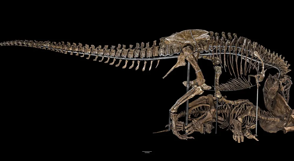 The Nation’s T. rex decapitating a Triceratops in its new pose as the centerpiece of the David H. Koch Hall of Fossils – Deep Time, a 31,000-square-foot dinosaur and fossil exhibit slated to open June 8, 2019. (Smithsonian Institution)