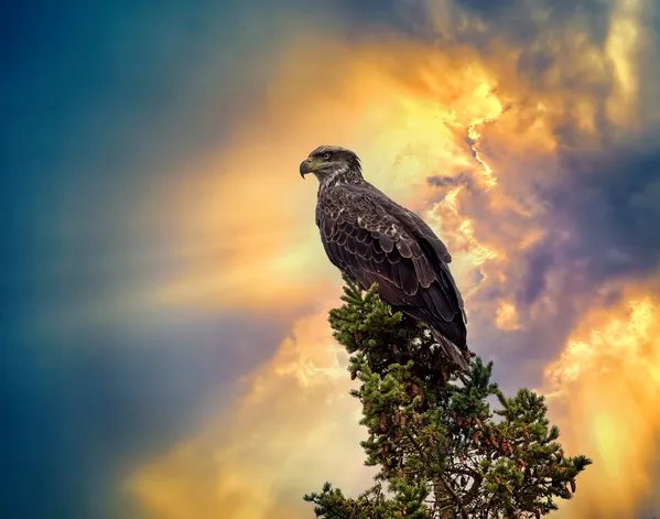 Majestic Eagle thumbnail