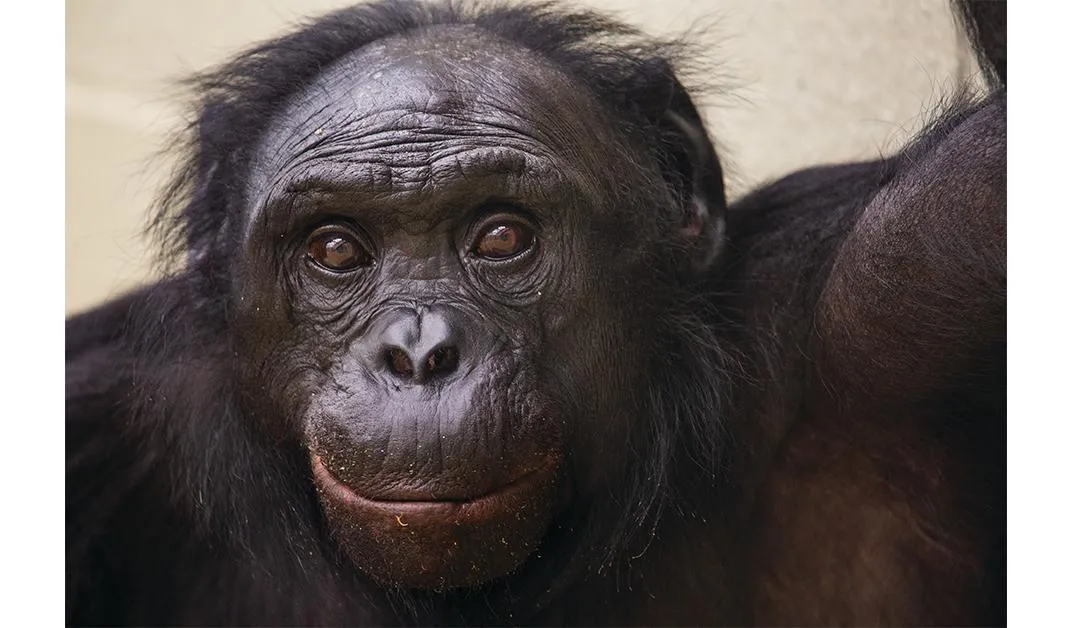 Drawing the Words: Bonobo Merci Multi Bags Set