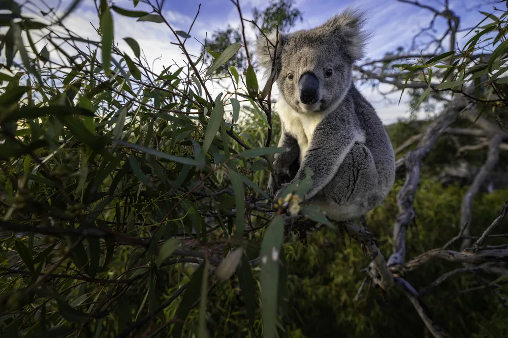 A koala bear perches high in a tree
