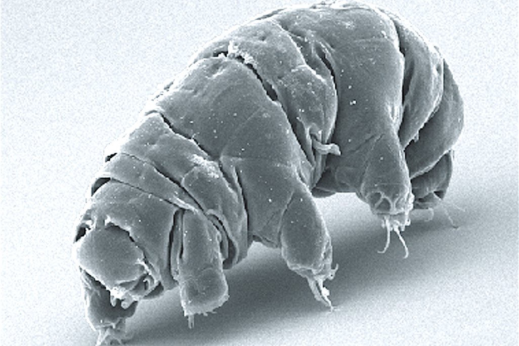 tardigrade.png