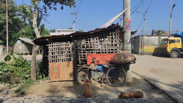 Two dogs in Shack shop thumbnail