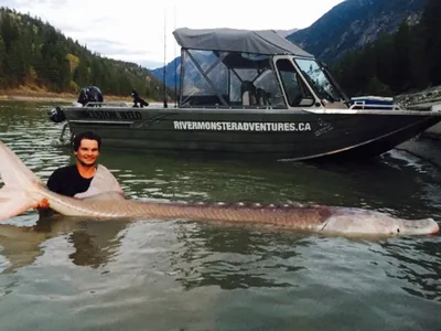 "Sturgeon Whisperer" Nick McCabe with his catch, the 650-pound "Pig Nose"