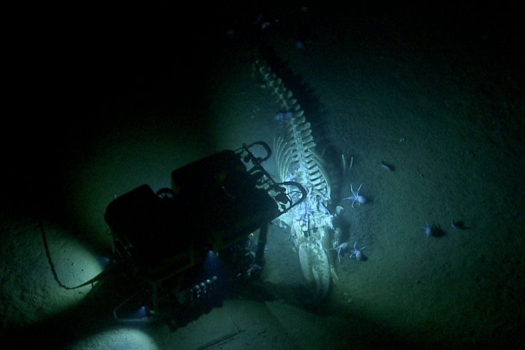 Whale skeleton with octopuses swimming nearby