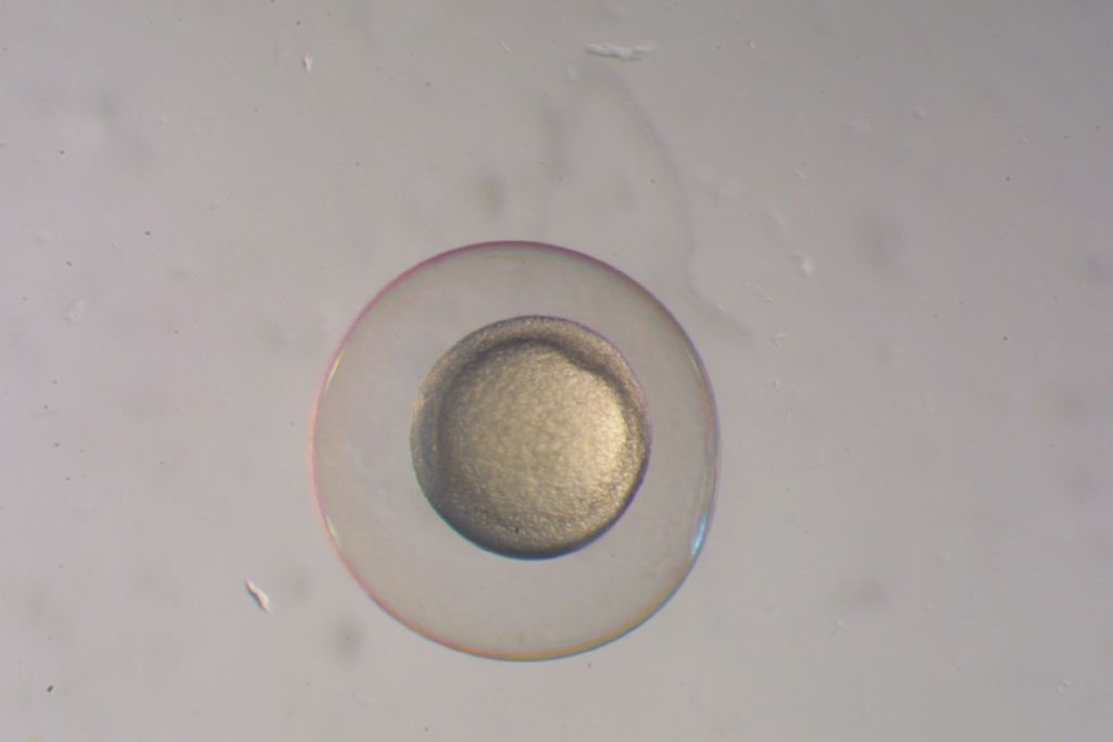 Zebrafish embryo