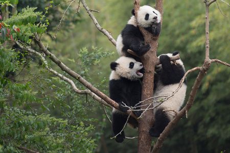 Giant Panda cubs developing their tree-climbing skills at China’s Chengdu Panda Base