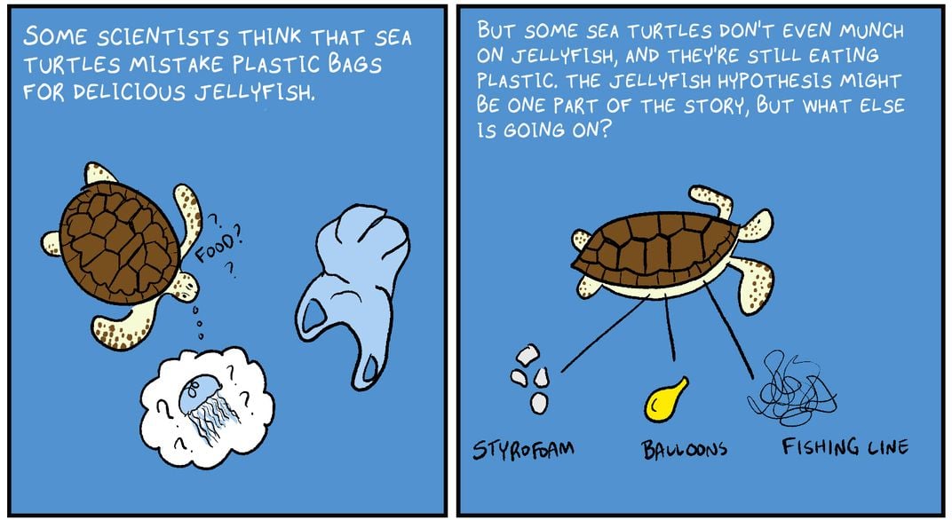 P2: “Some scientists think that sea turtles mistake plastic bags for delicious jellyfish.” P3: “But some sea turtles don’t even munch on jellyfish, and they're still eating plastic. What else is going on?” 