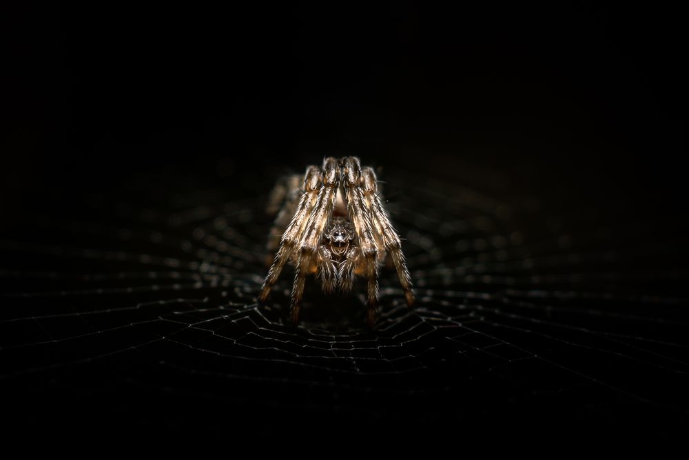a tiny spider on a black background