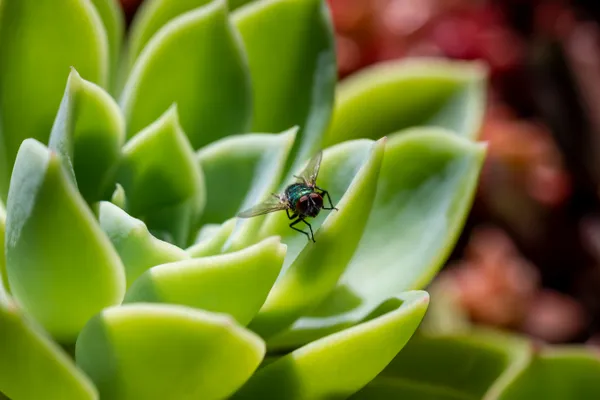 The Succulent Fly thumbnail