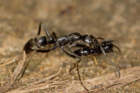 Matabele ant carries a wounded comrade home