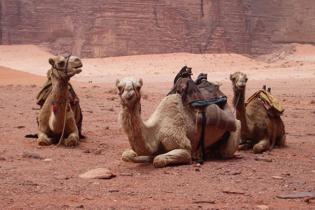 02_11_2014_camels.jpg