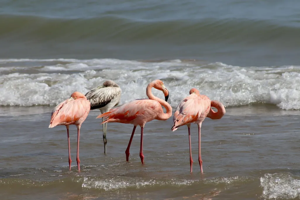Group of flamingos standing in water