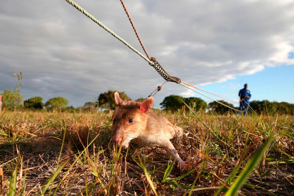 Smart rats