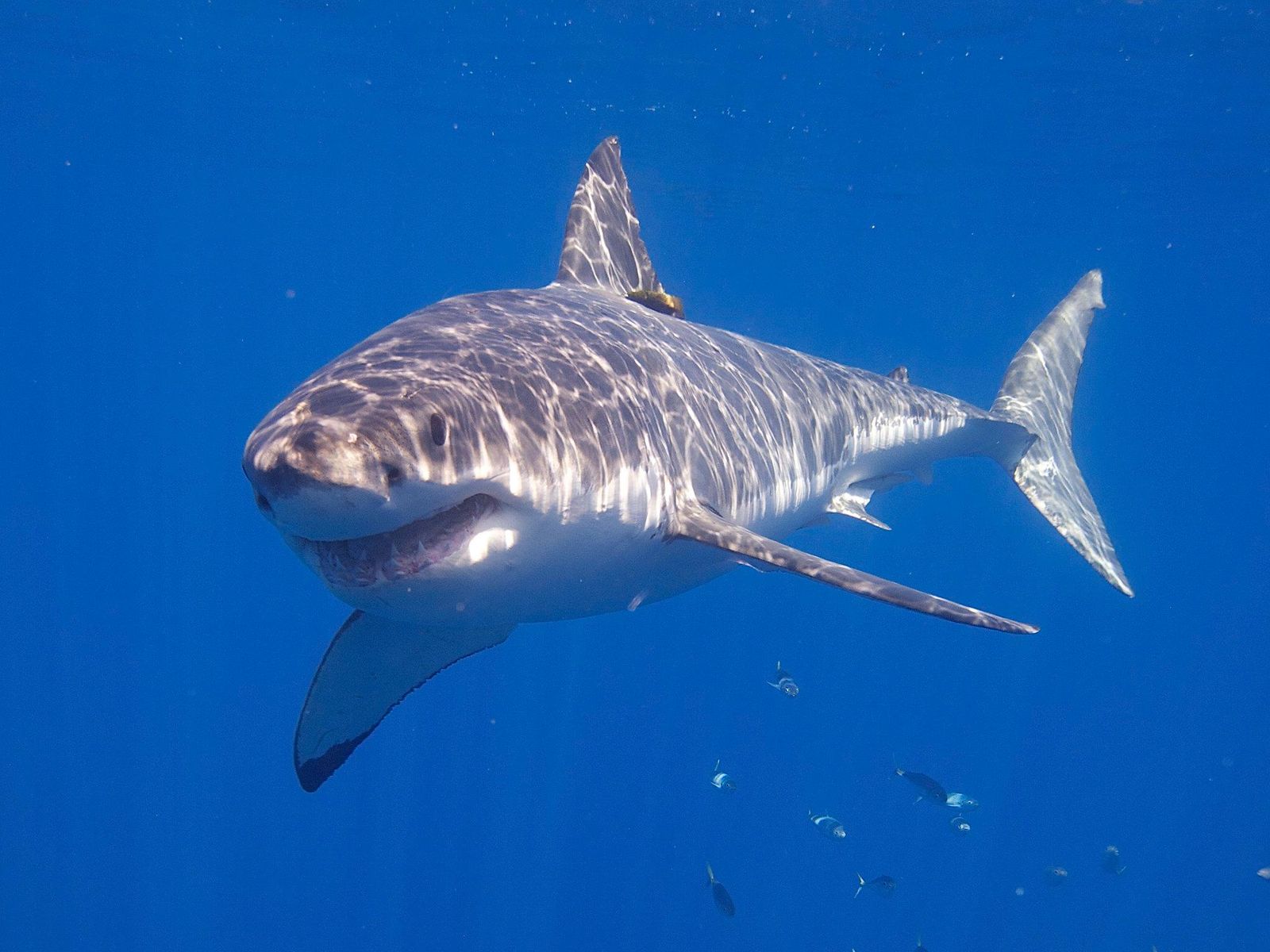 Sharks  Smithsonian Ocean